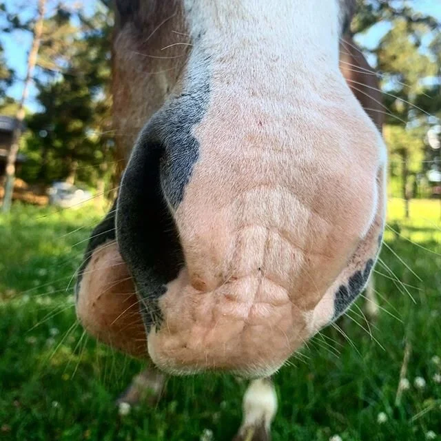 #horselover #horsenose #horsephotoshoot #photohorse #ponyphotography