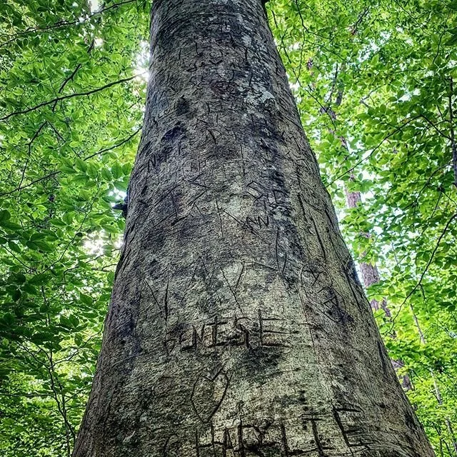 #naturephoto #justgoshoot #photoop #naturephotography #treeoflove