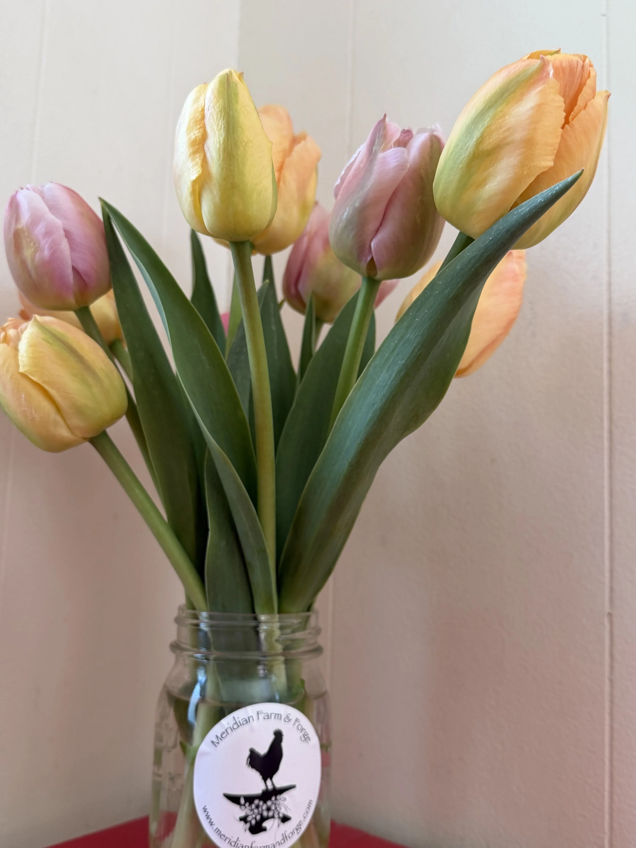 tenstem tulips.jpg