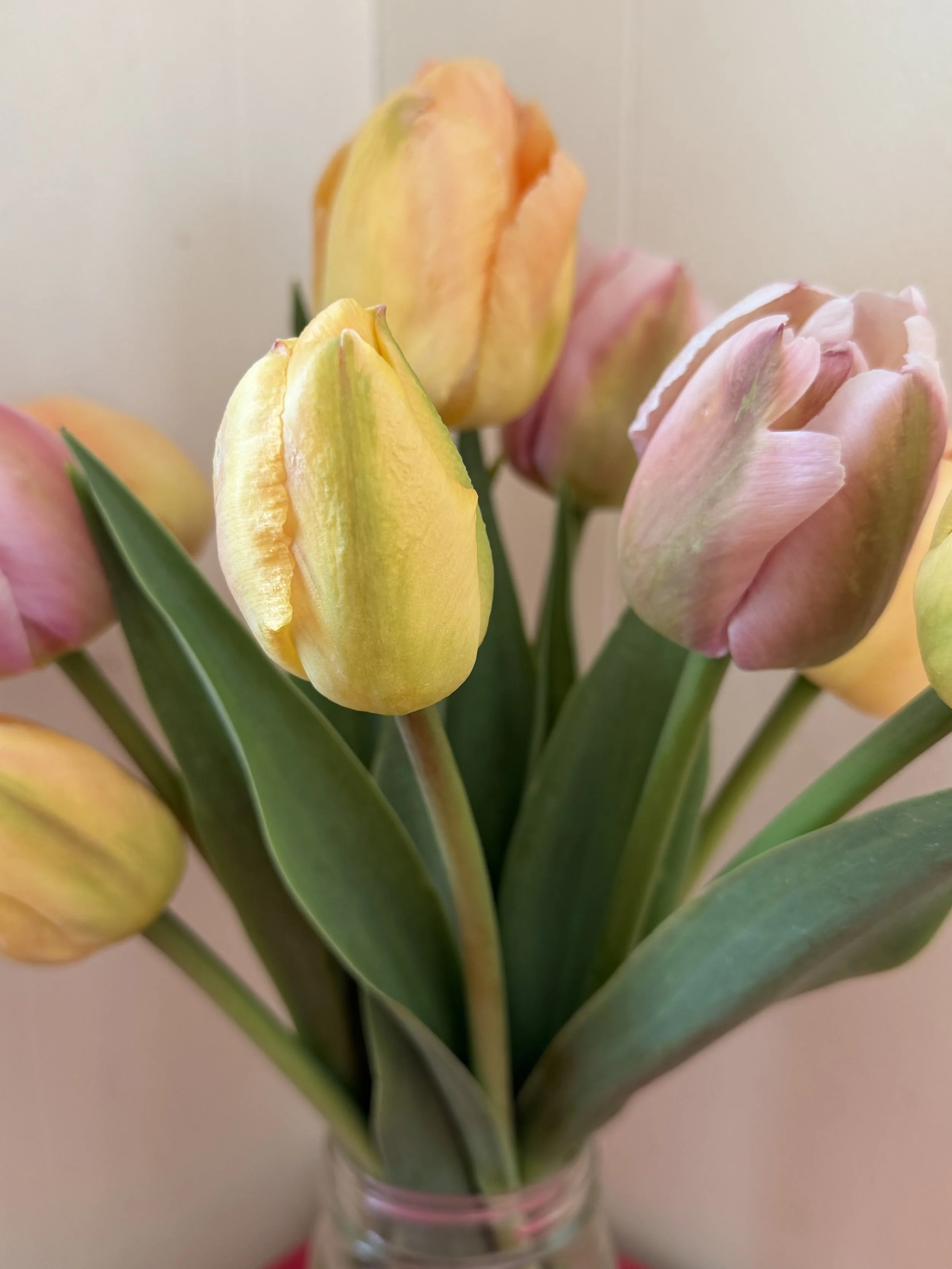 tulips up close.jpg
