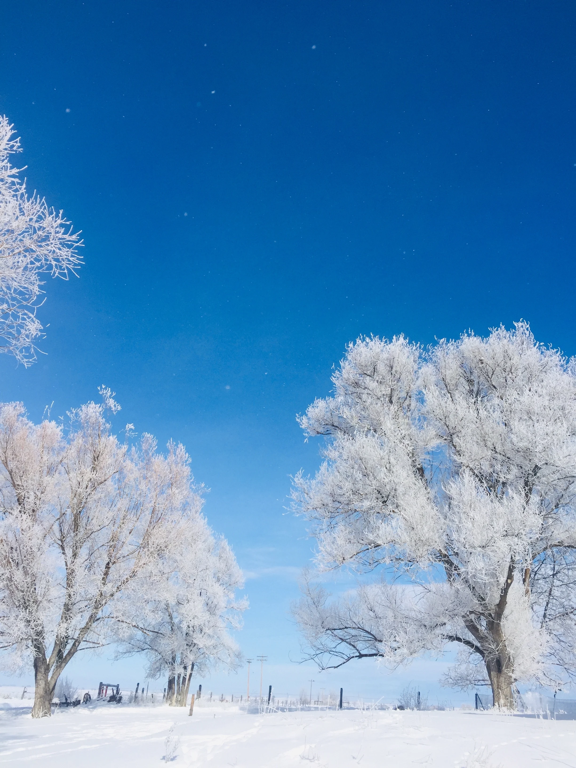 Ruminating on Spring