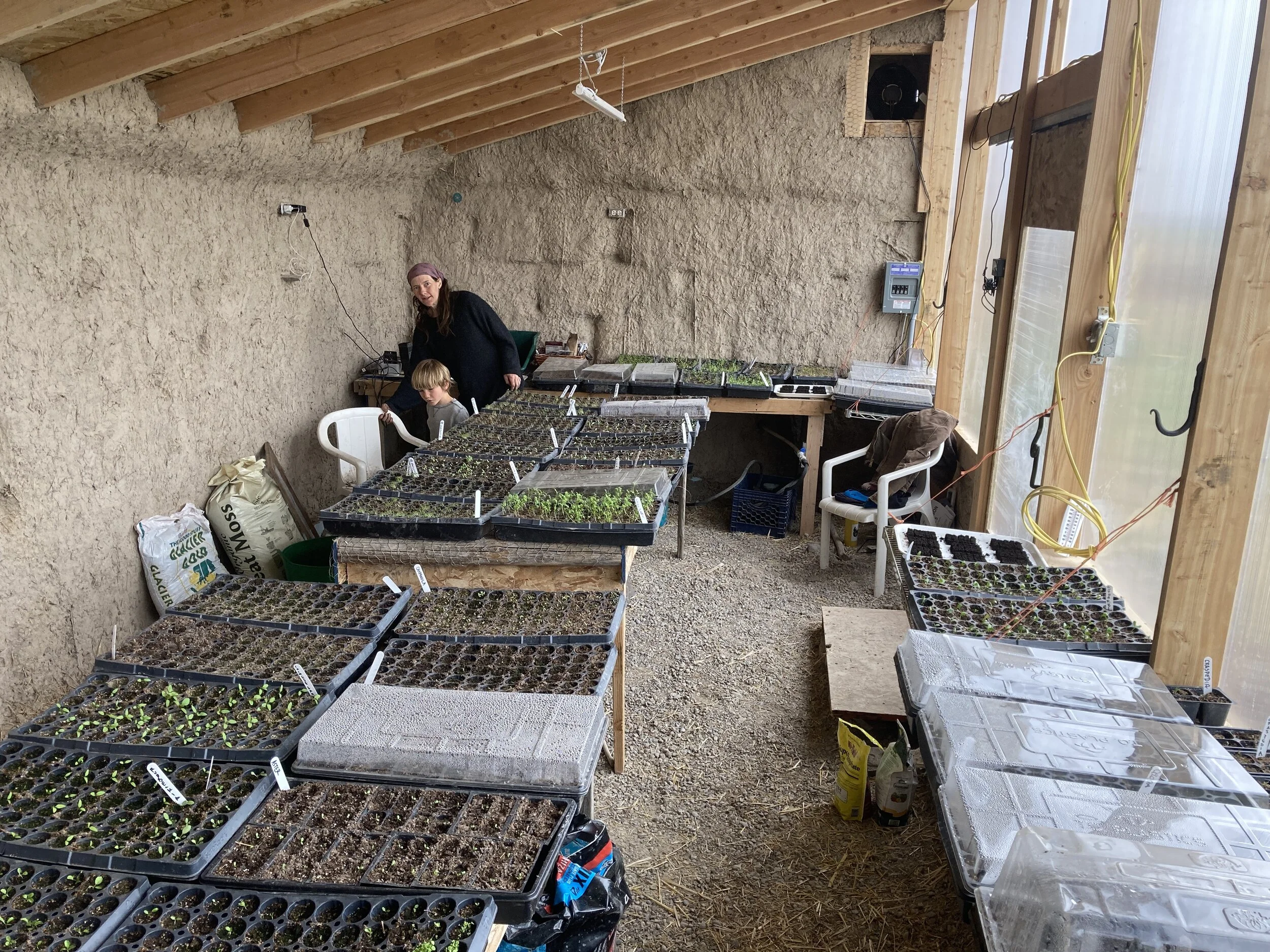  Once the inside of the greenhouse was fully mudded, we put together some tables and jumped into planting starts.   