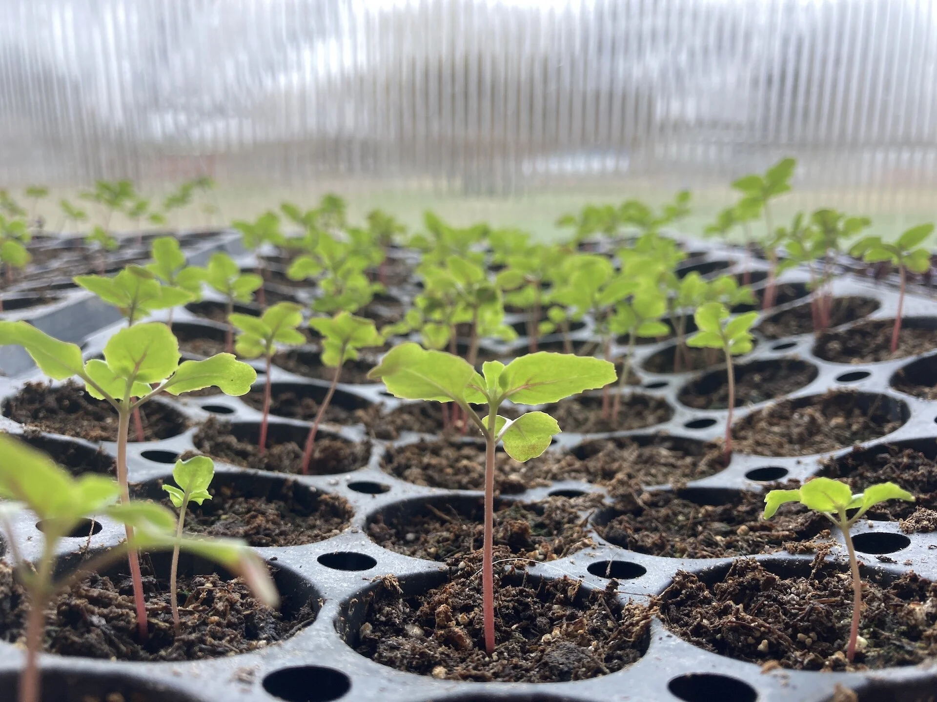  The greenhouse space exceeded our expectations - plant starts are cruising.  Here is some clarkia reaching for the light!  