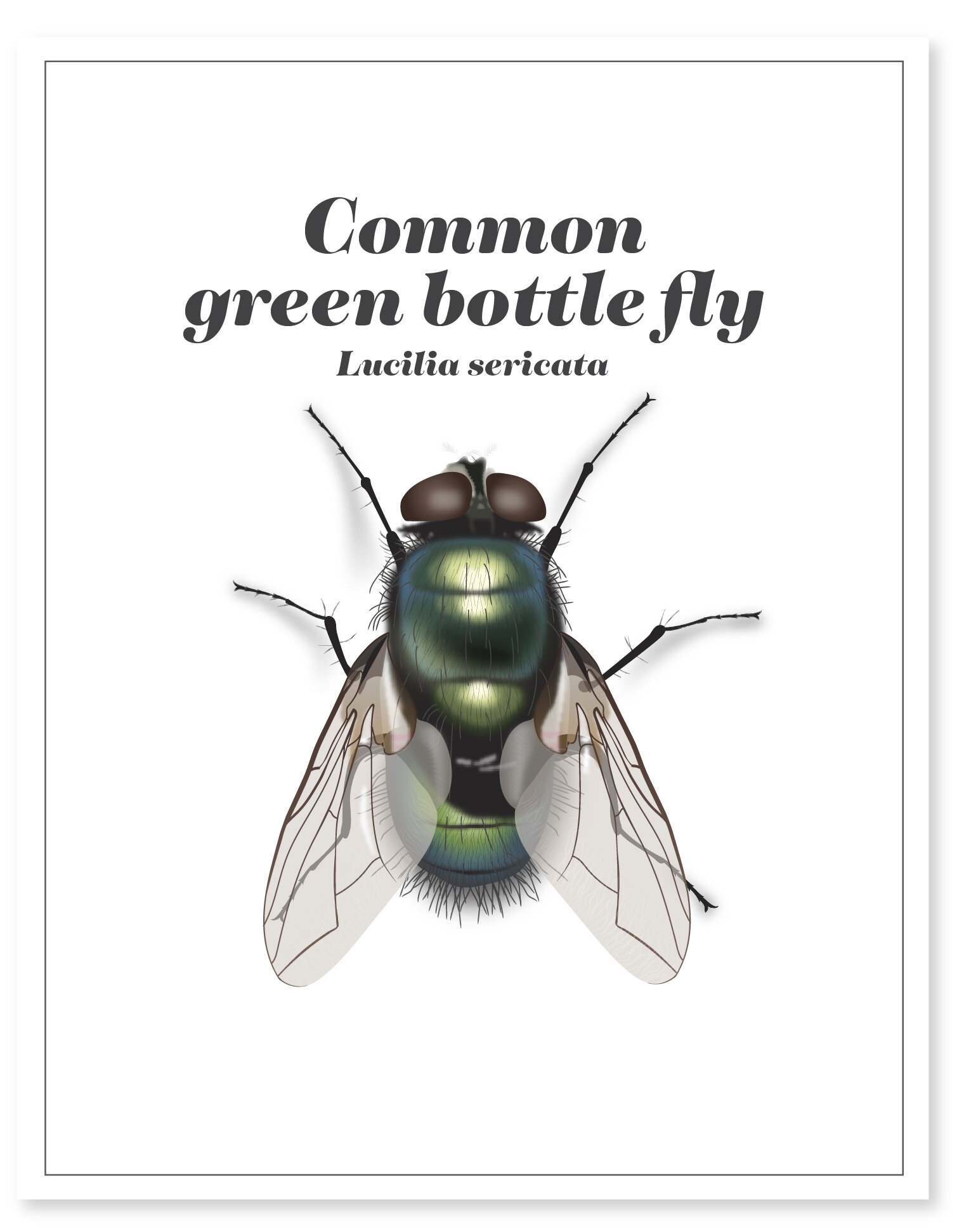 fly-01.jpg