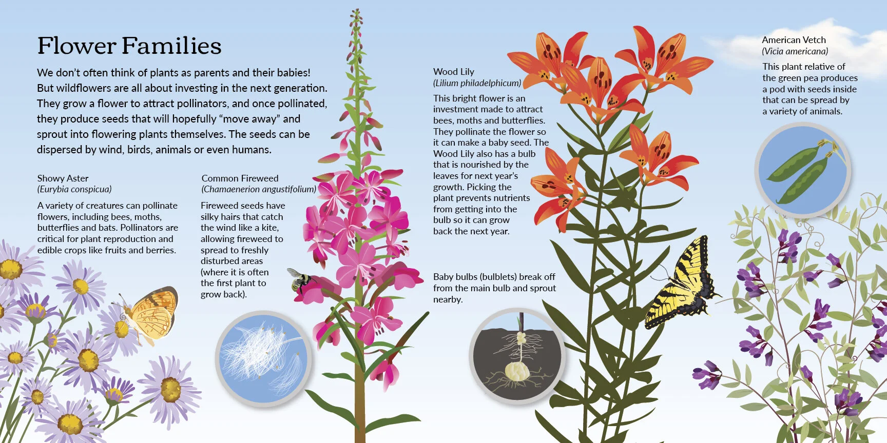 2 wildflowers.jpg