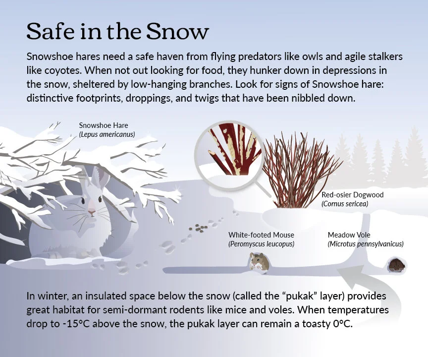 6. rabbits.jpg