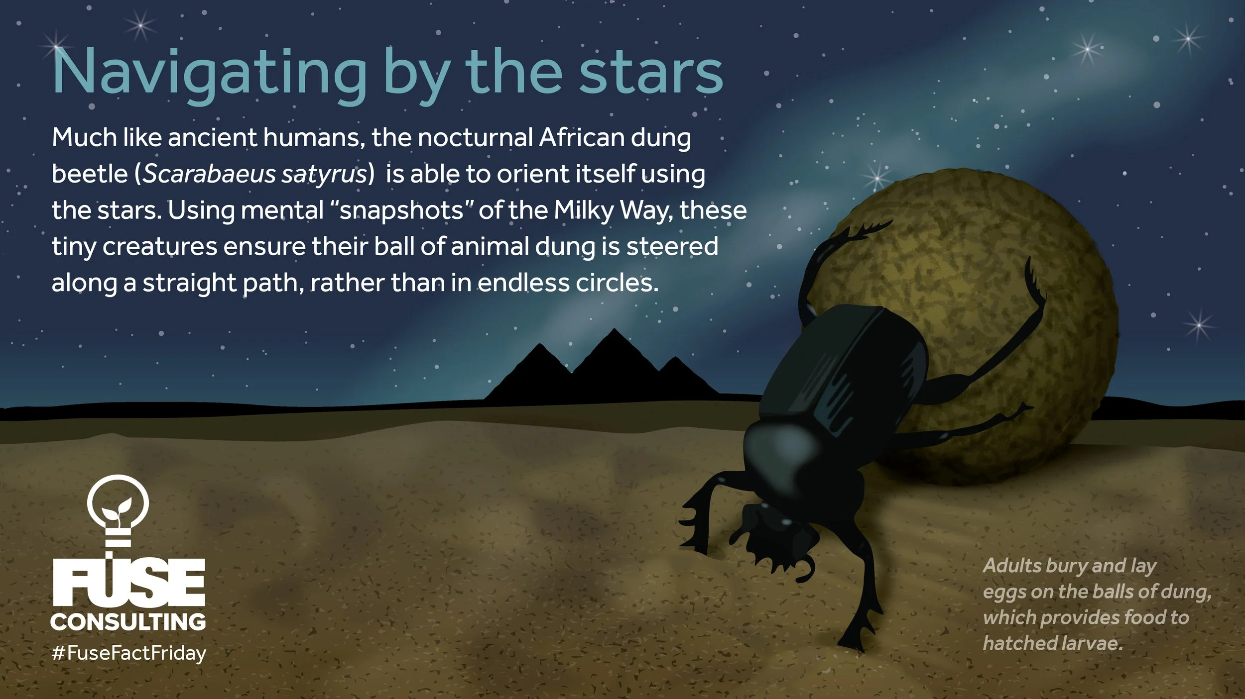 dung beetle-01.jpg
