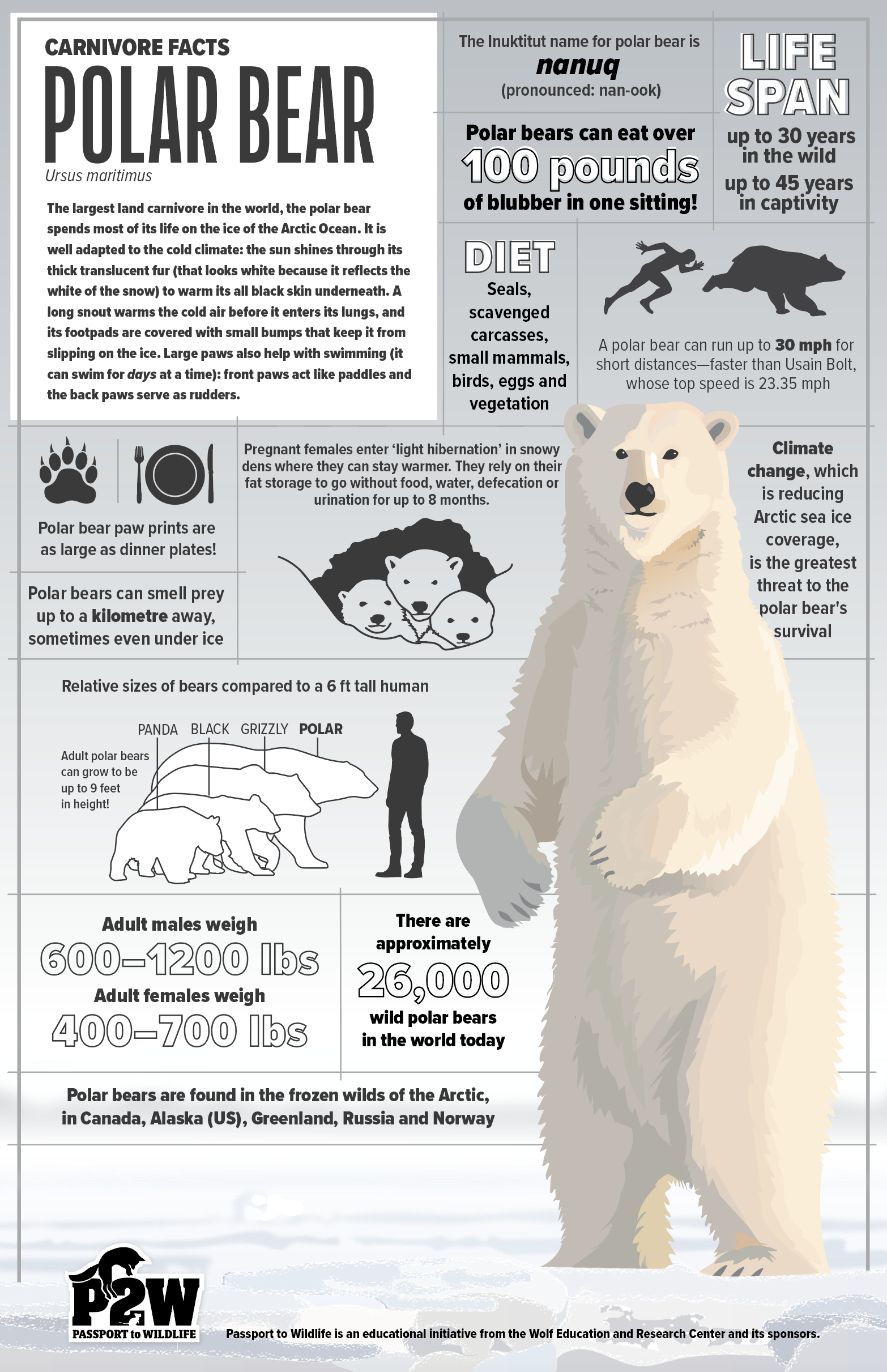 polar bear.png