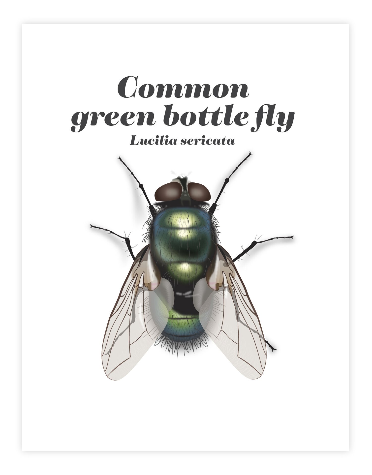 fly border.jpg