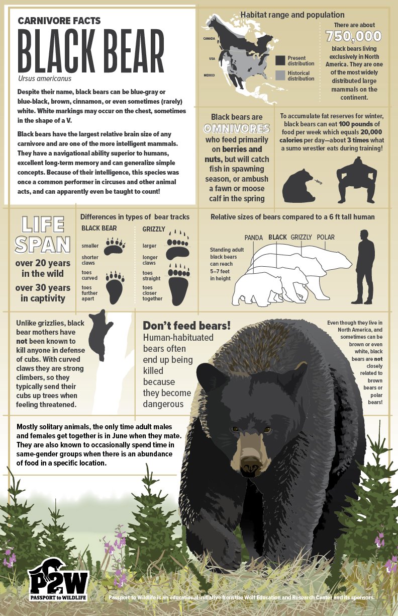 black bear poster.jpg