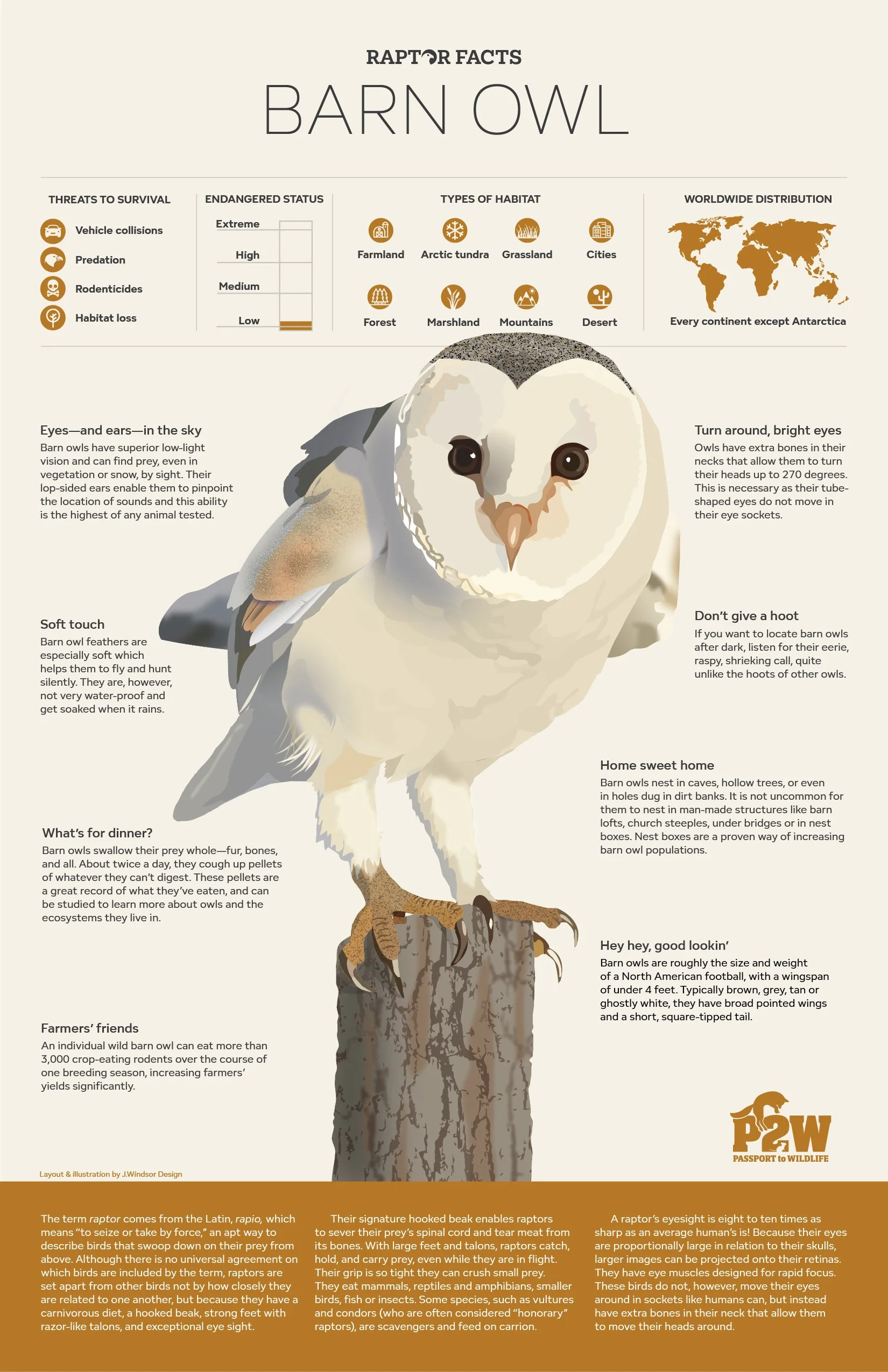 barn owl.jpg