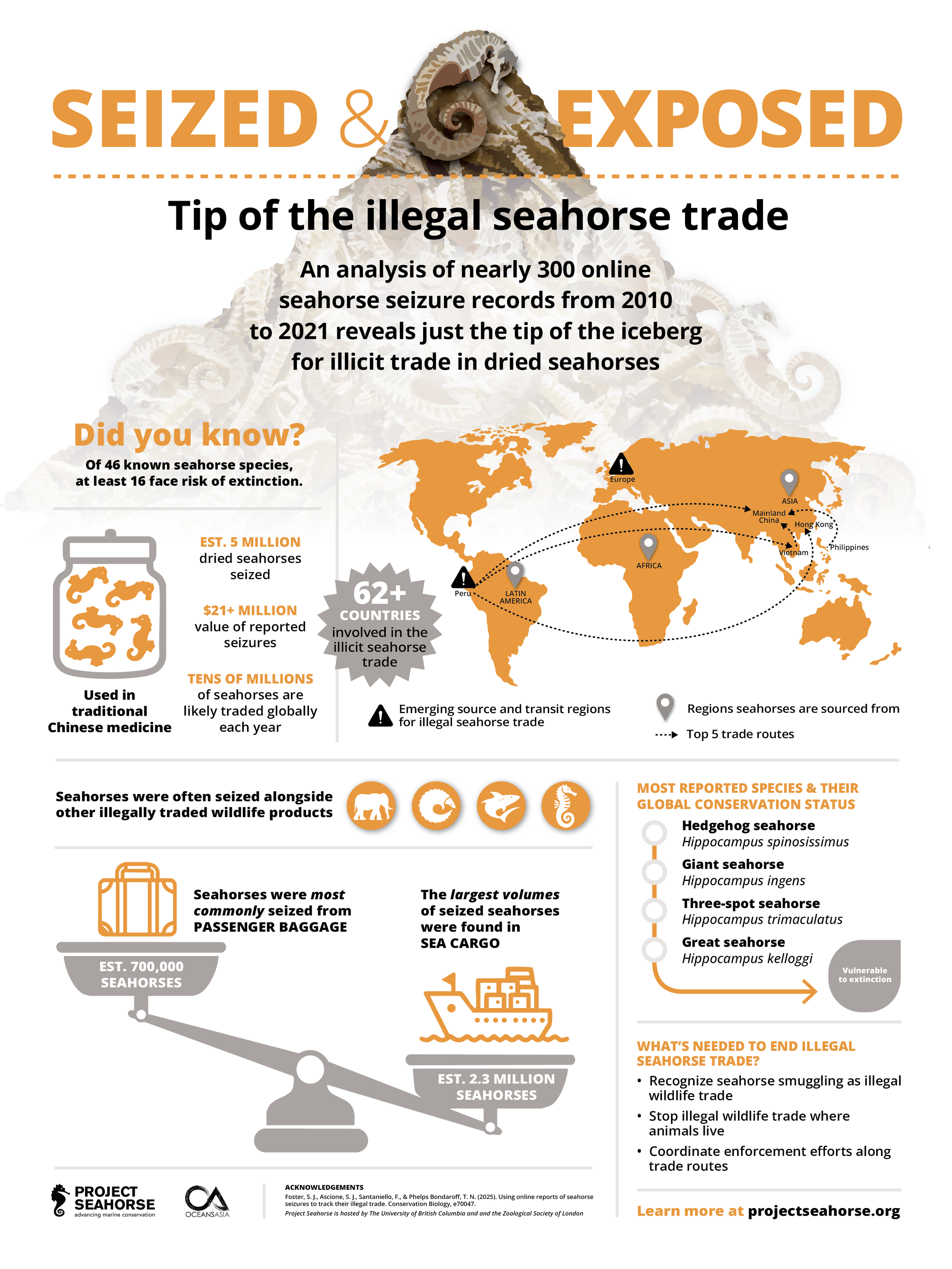 seahorse infographic.2.png