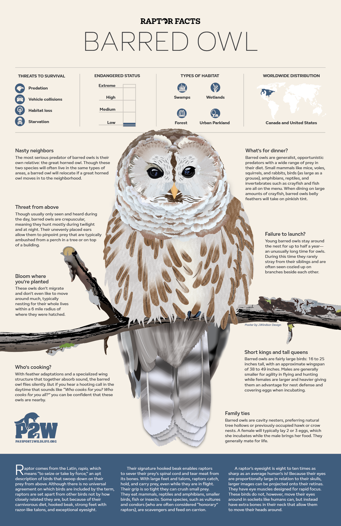 barred owl.png