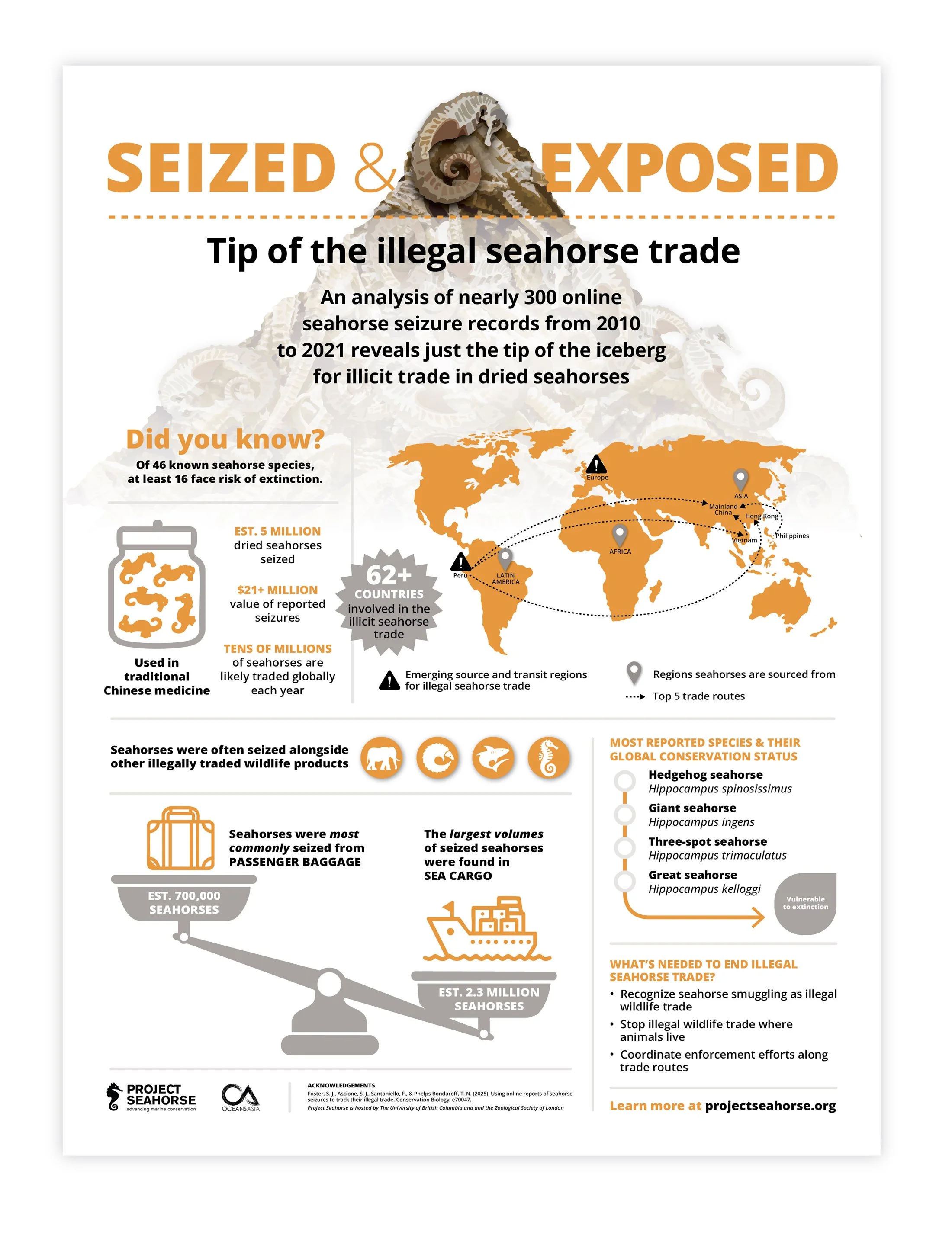 seahorse infographic.2.jpg