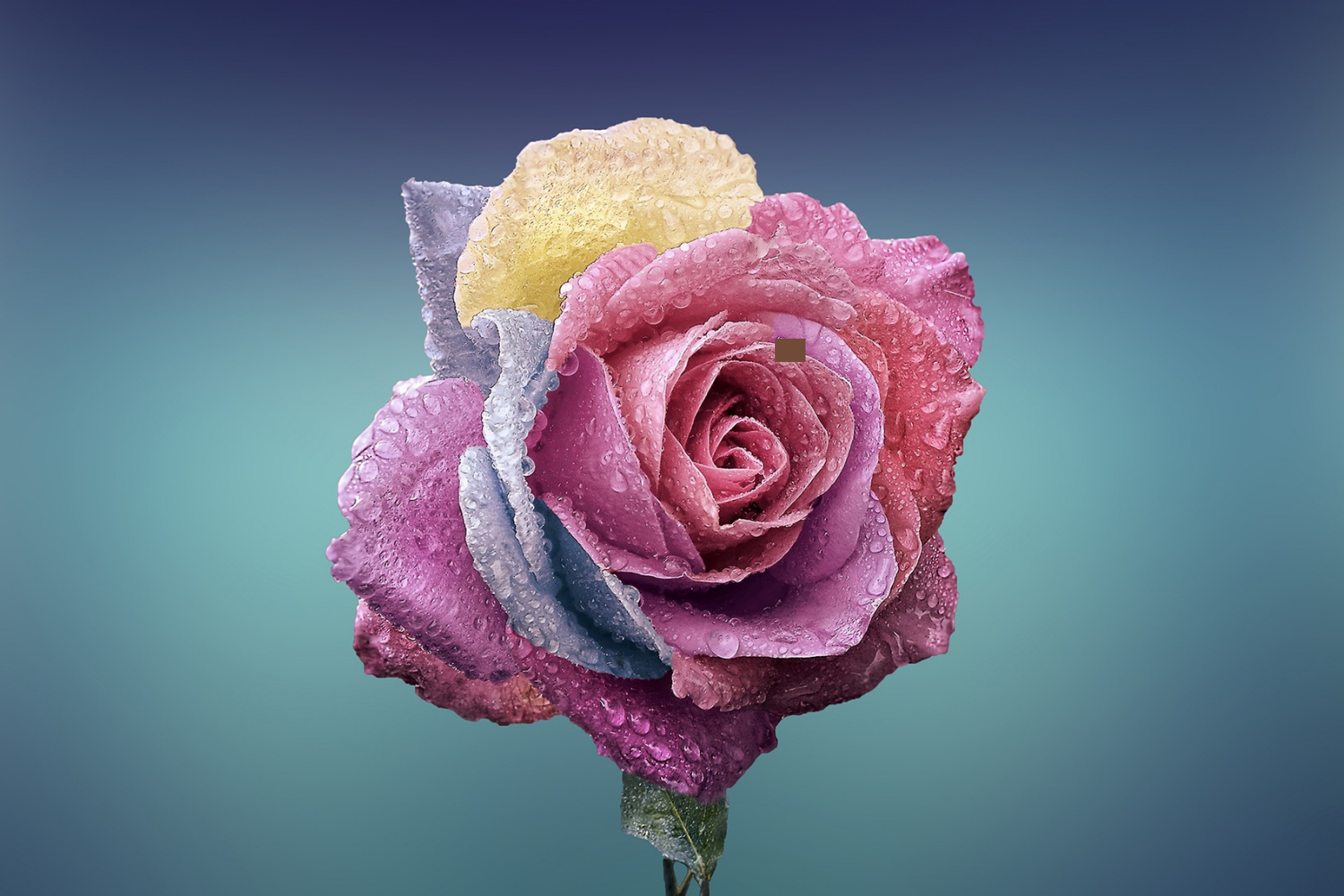 multi-colored rose.png