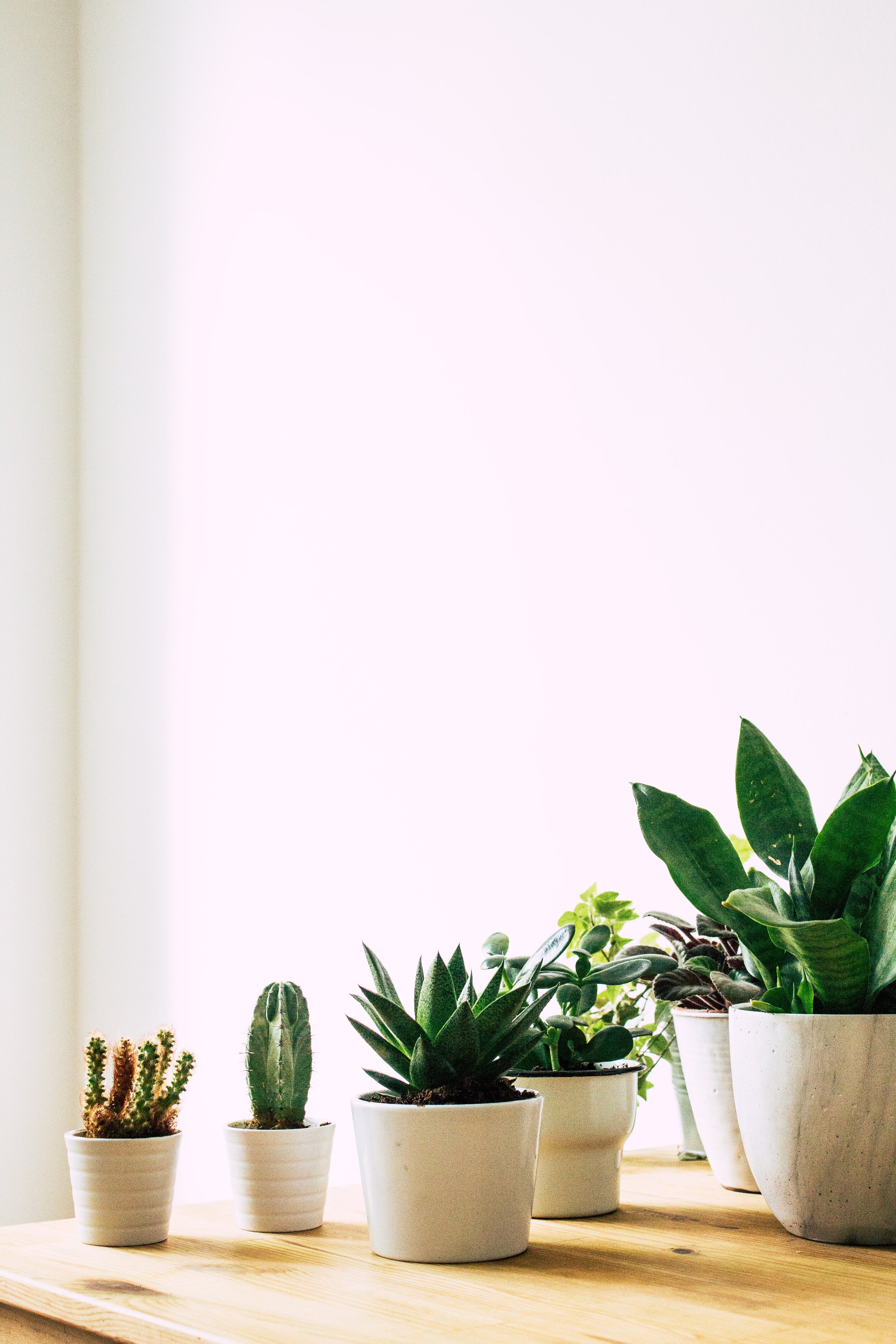 margarita-terekhova-j3pZ-RVk7ZI-unsplash.jpg