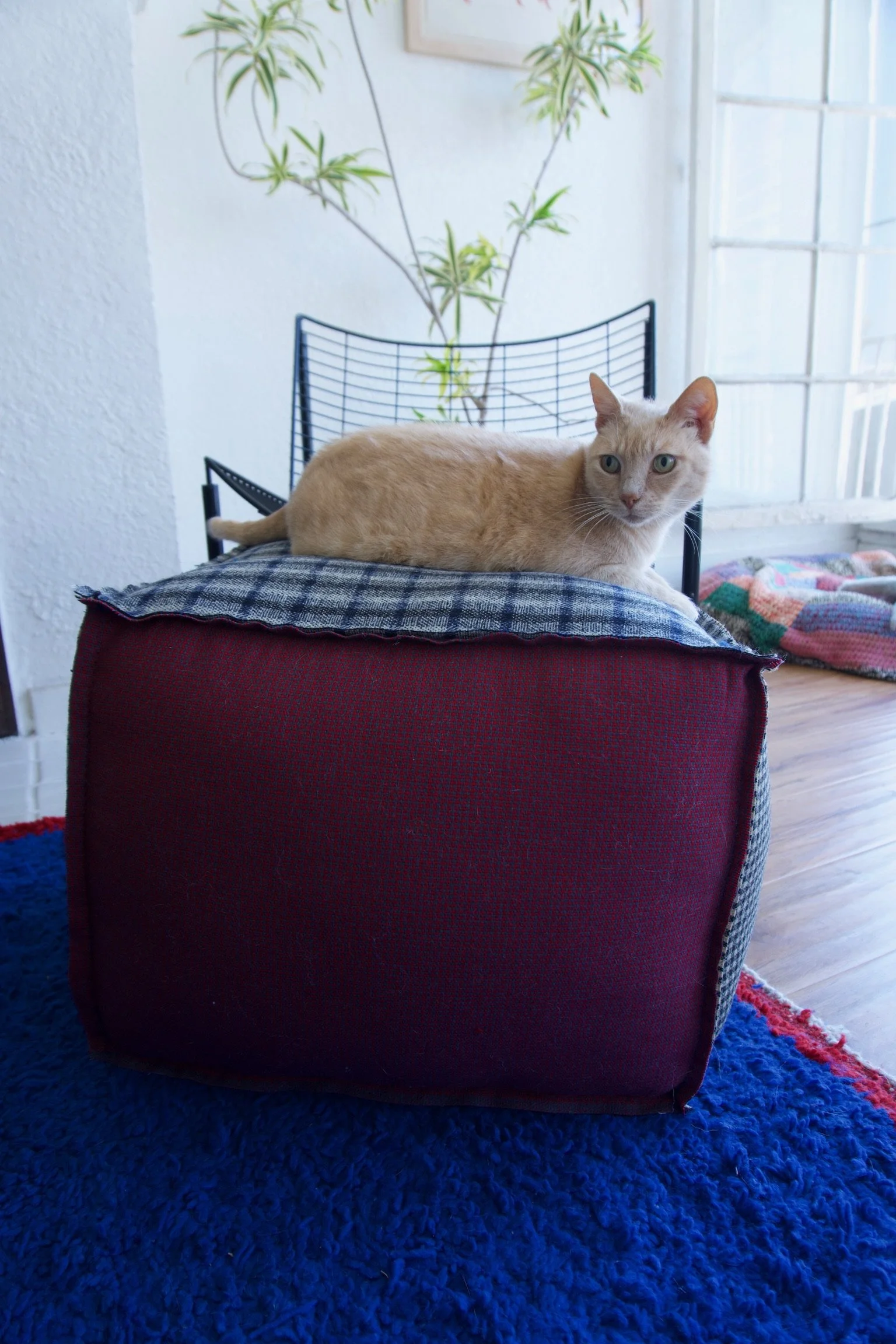 A light orange tabby cat lying on a pillow atop a burgundy armchair in a bright room with white walls and a window, with a plant and home decor in the background.