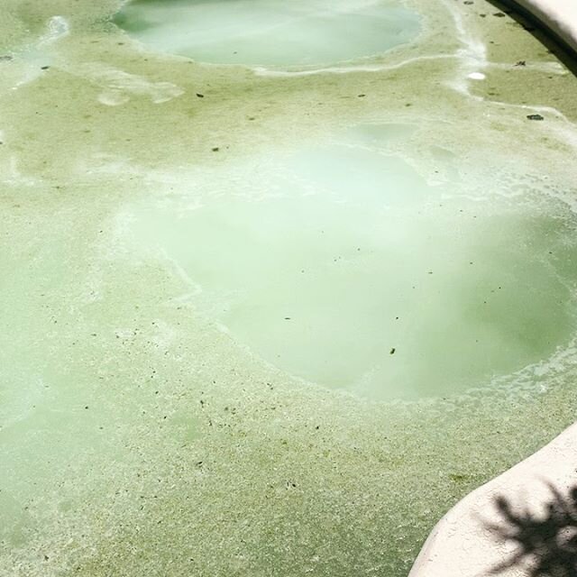 Always fun to watch the Green To Clean treatment process in action! This chemical reaction will remove all the algae growth and clear up a swamp pool within 48 hours. #greentoclean #greentocleanpool #yellowout #poolcleanup #poolmaintanance #poolclean