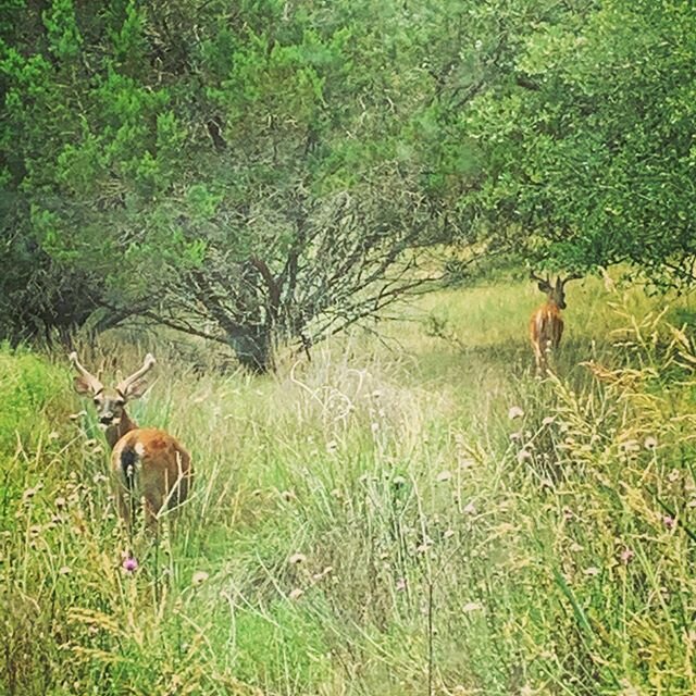 My view from the office today. #drippingsprings #texaswildlife #getoutdoors