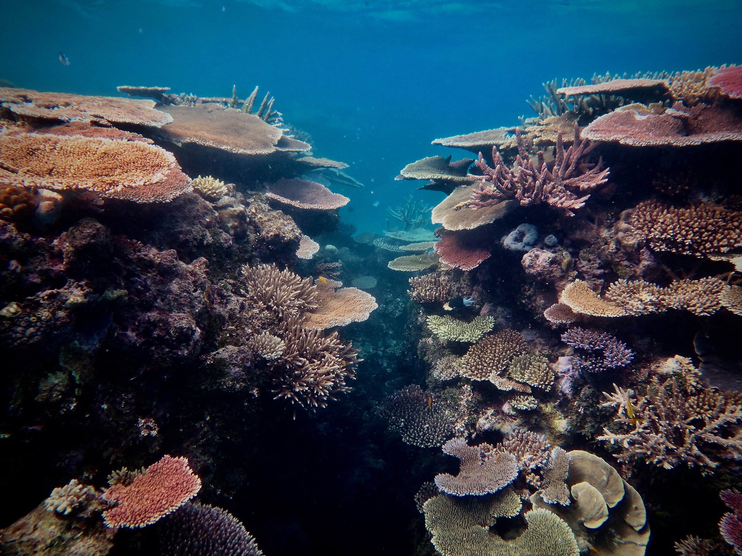 Reef_edited.jpeg