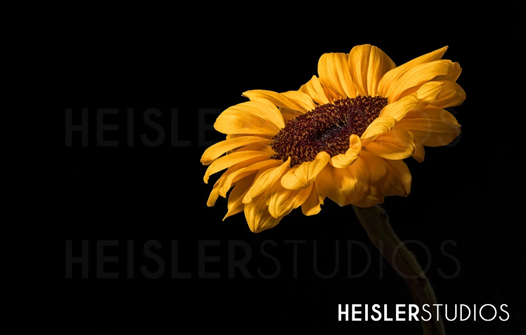 LOGO-IMG_8129-7-FINAL.jpg