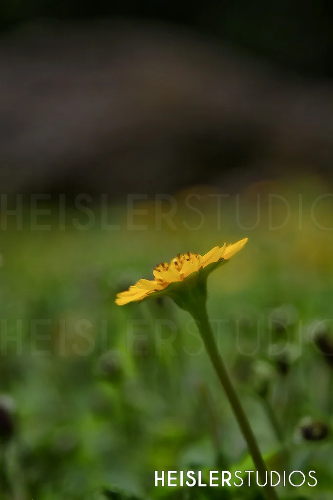 LOGO-Dandelion-Flower.jpg
