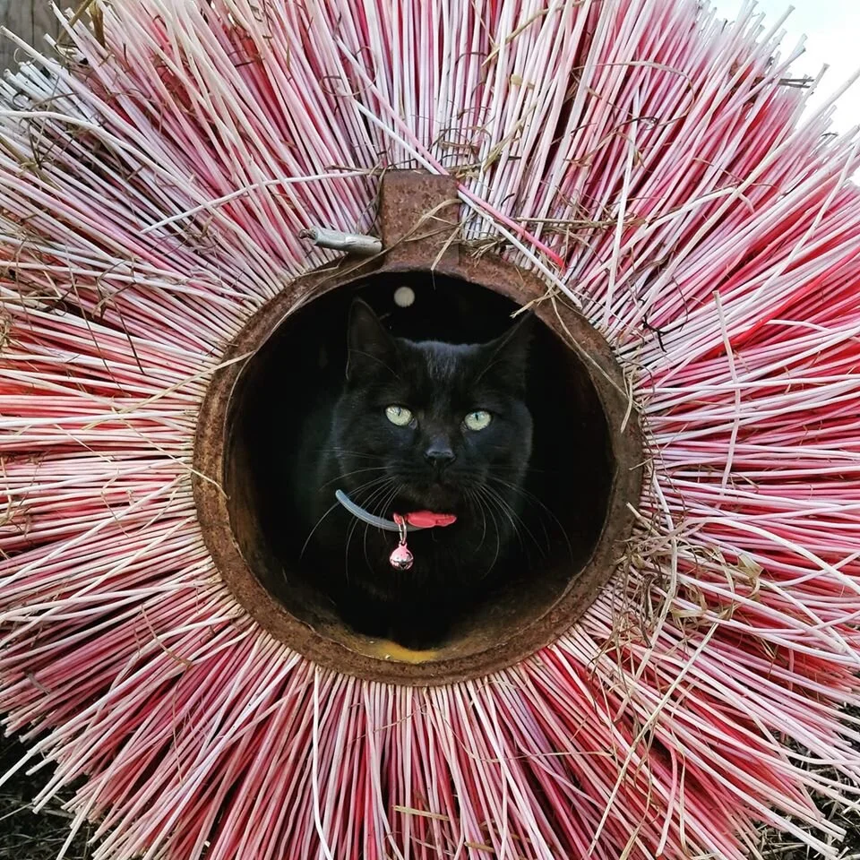 Myka the Barn Cat