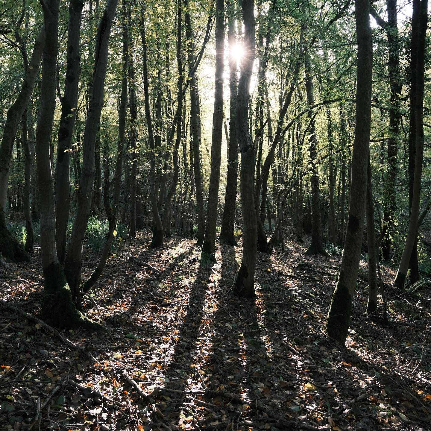 🌳 W O O D L A N D S 🌳

At Conscious Landscape we like to draw expertise from our trusted specialists, to approach sensitive work in the best way possible. Here with our good friend @arthur_petherbridge we&rsquo;ve been creating a woodland managemen