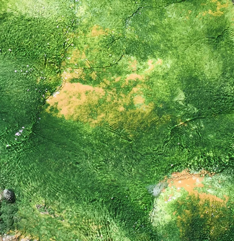 Green Algea.jpg