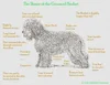 Barbet Grooming — Barbet Club of America - Official Site