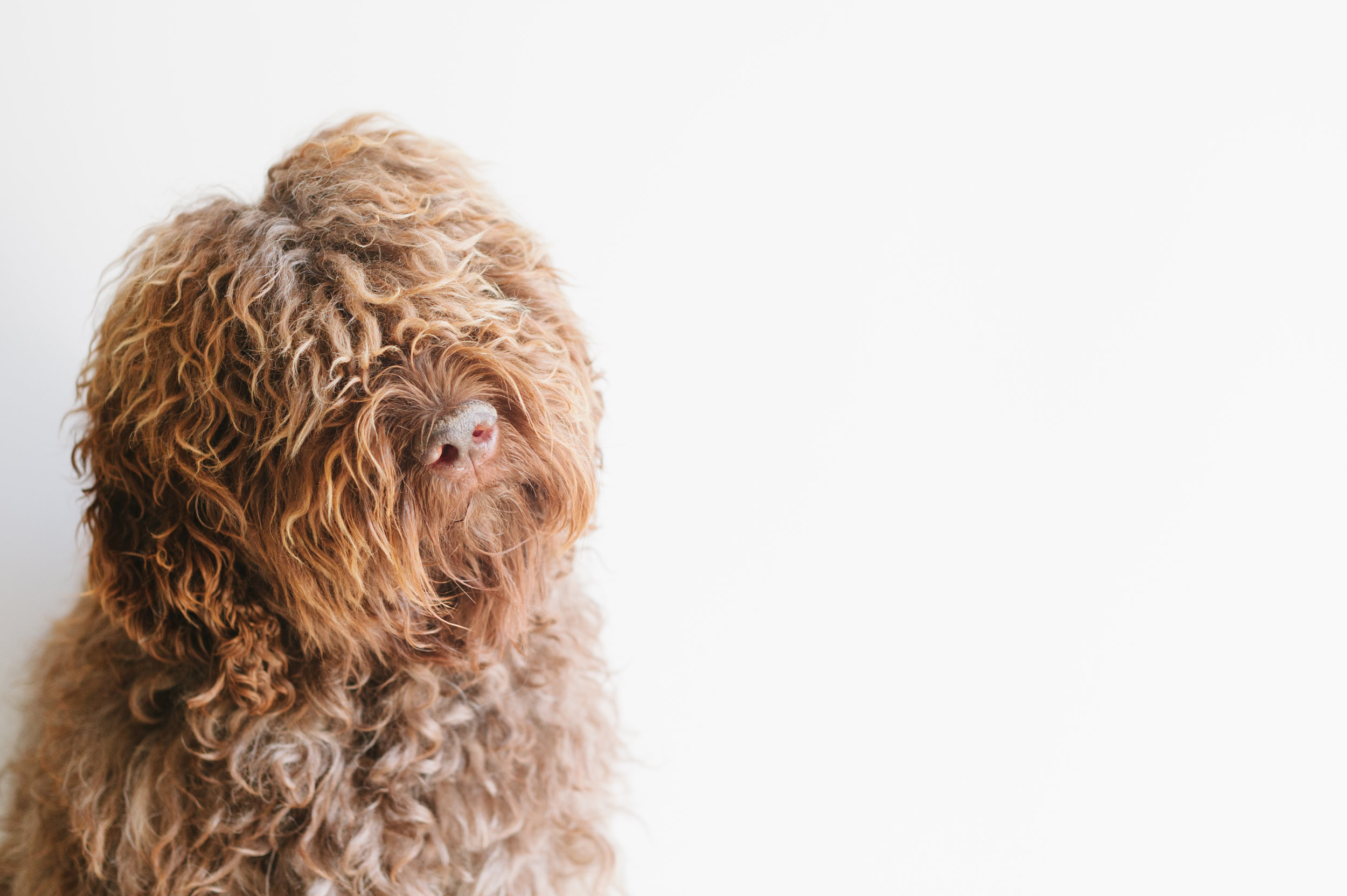 barbet hypoallergenic