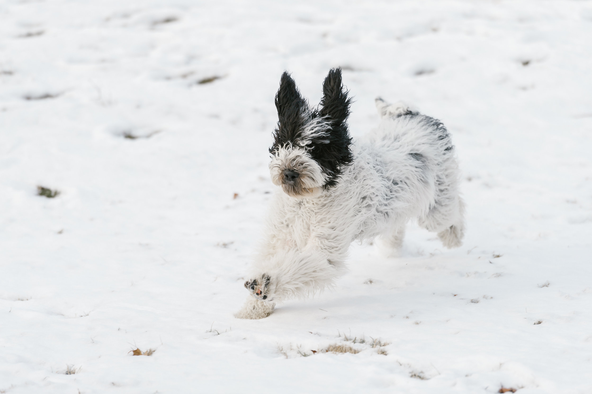 allora-snow-1.jpg