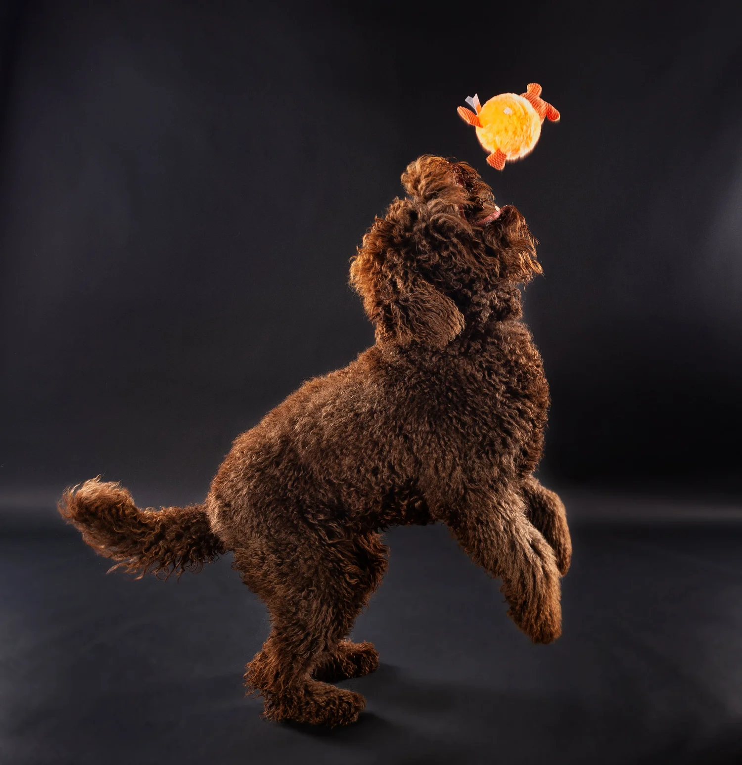 Find a Barbet Breeder — Barbet Club of America - Official Site