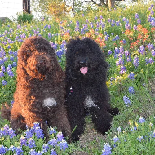 Find a Barbet Breeder — Barbet Club of America - Official Site