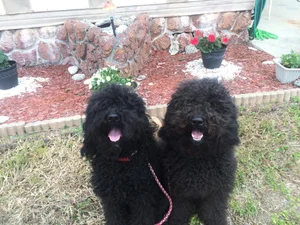 Find a Barbet Breeder — Barbet Club of America - Official Site