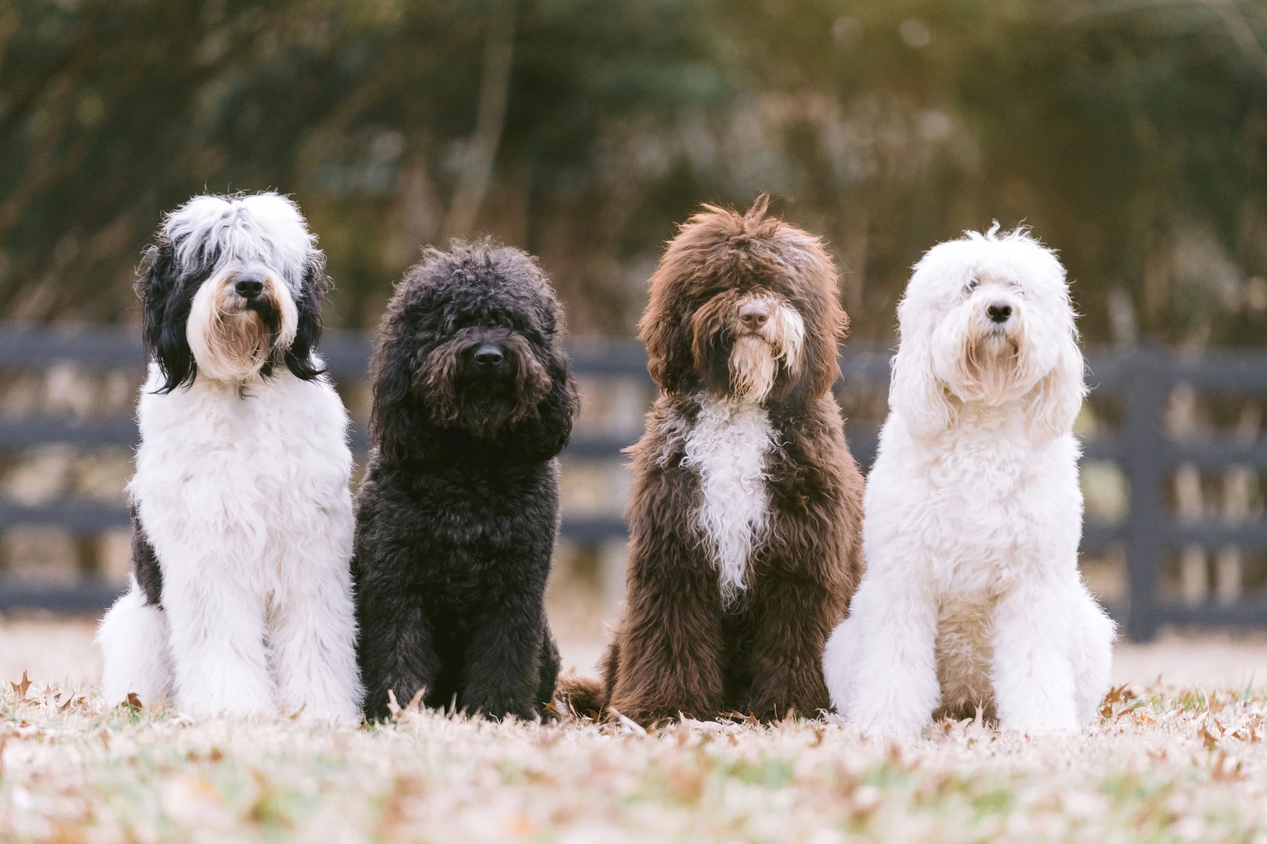 Find a Barbet Breeder — Barbet Club of America - Official Site