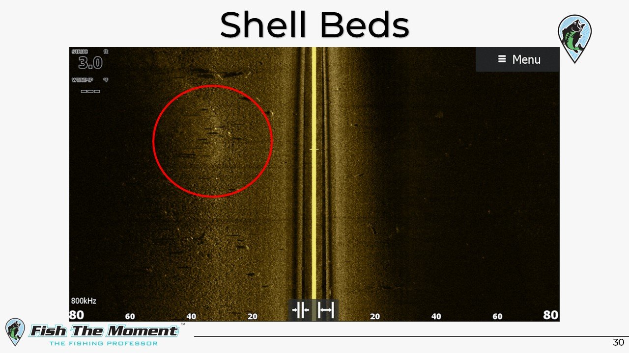 Shell Bed Slide.jpg