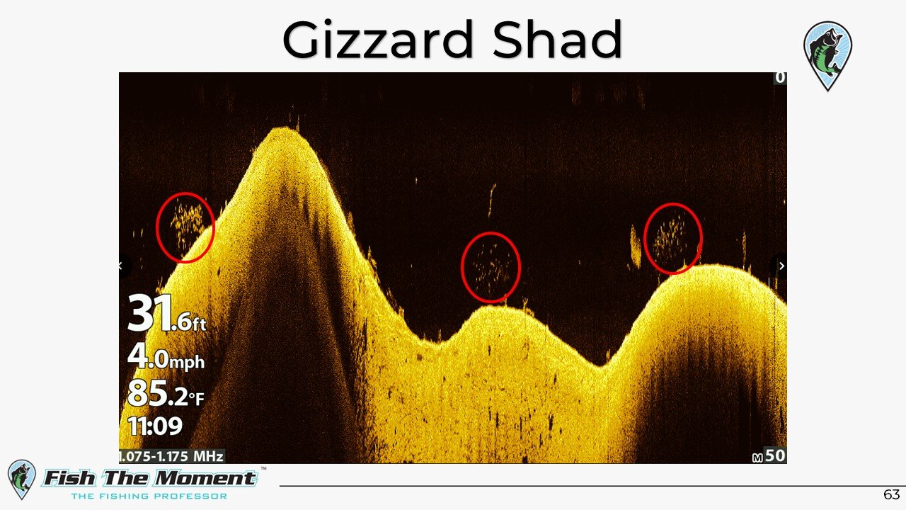 Gizzard Shad Slide.jpg