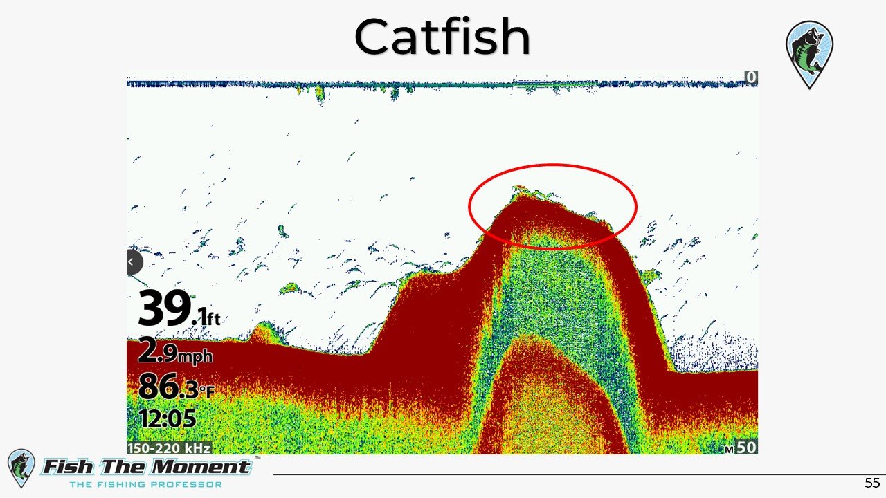 Catfish Slide.jpg