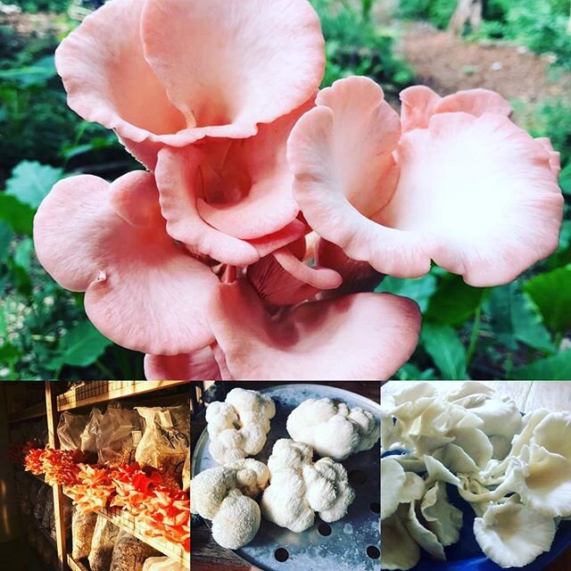 amazing food amazing humans amazing nature #plantpushers #mushrooms 🍄 #local #costarica🇨🇷 #consciouschefs #eatrealfood #nosara #surf #yoga #breathe