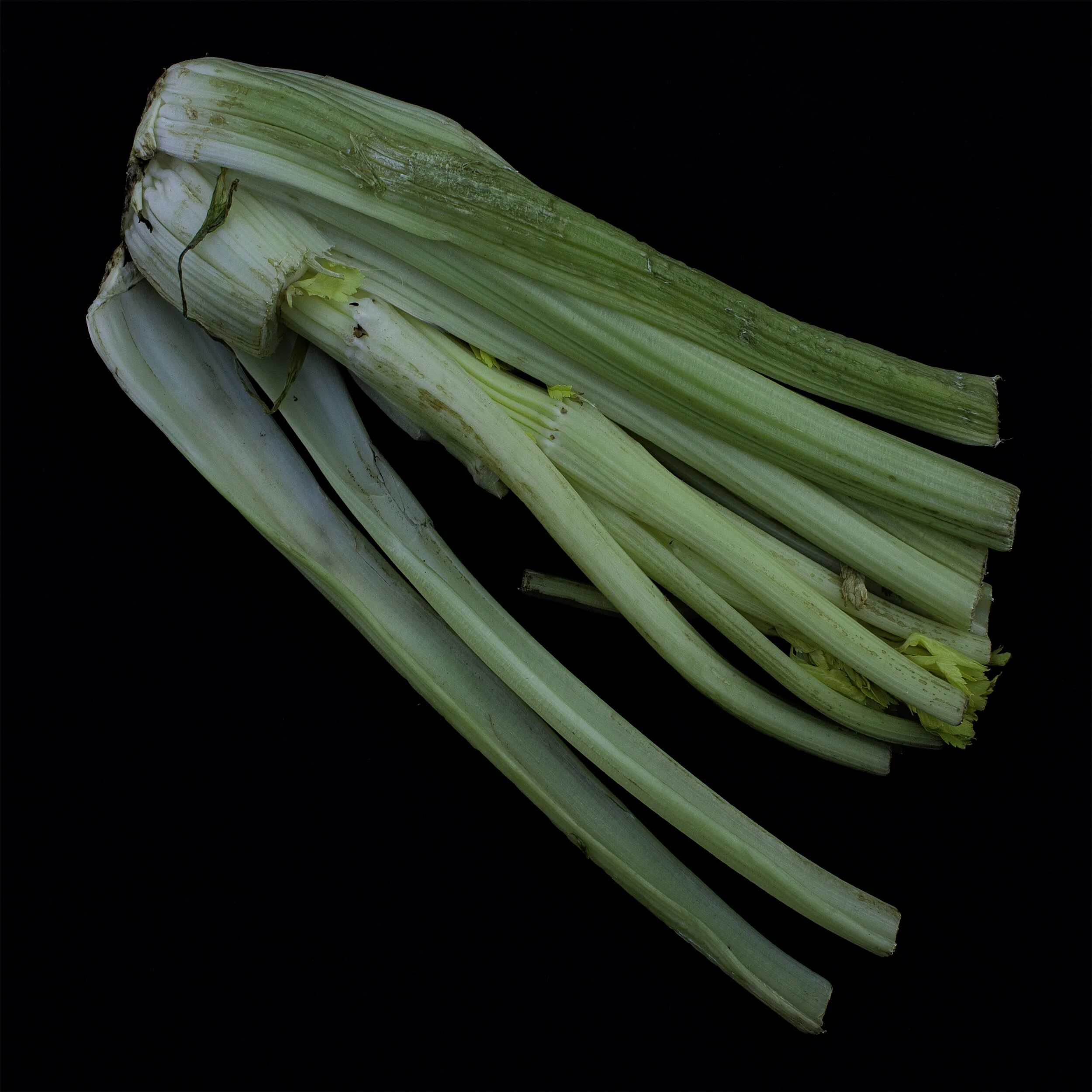 Celery 