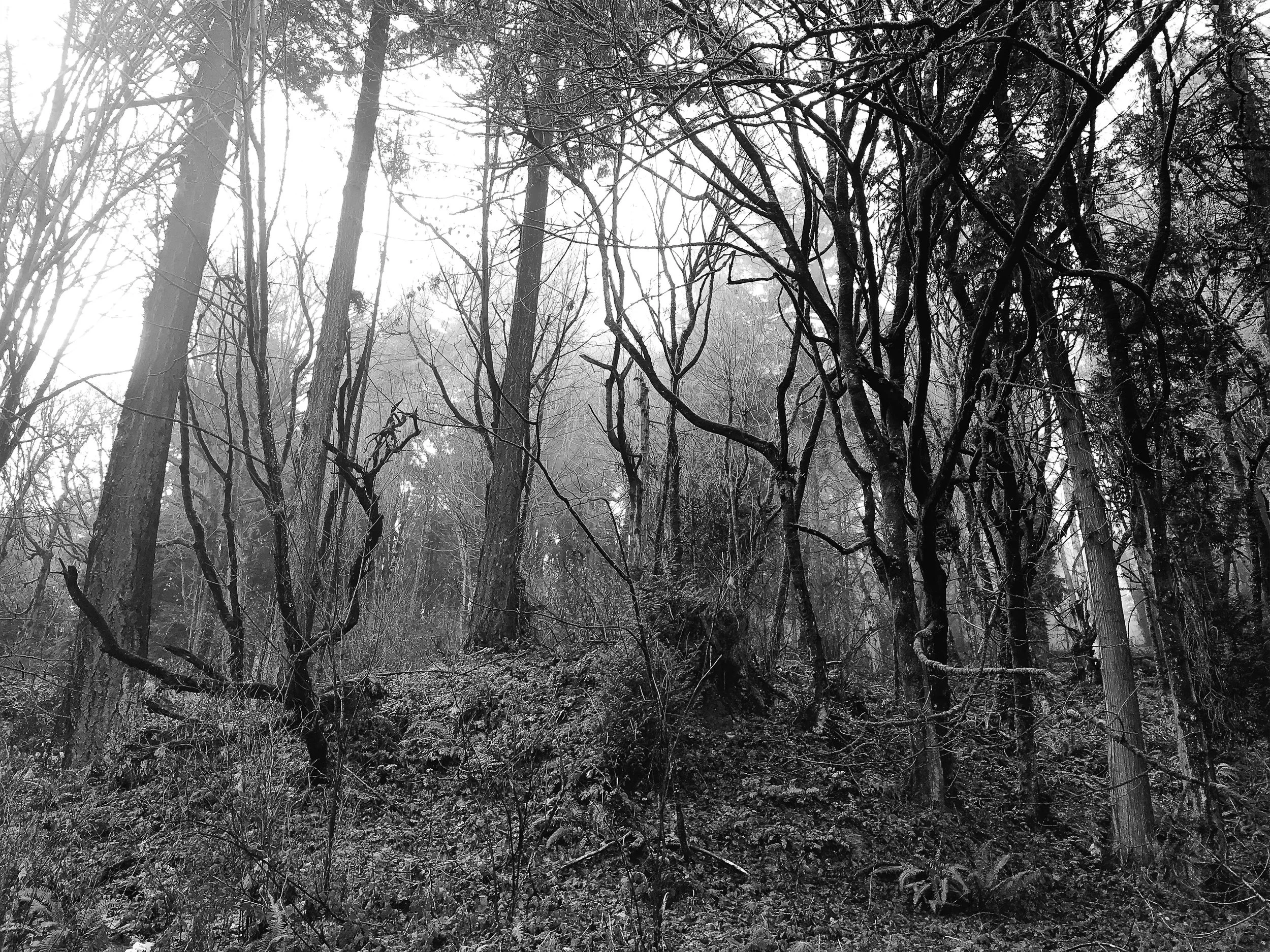Seward Park Trees and Fog in style of Kate Breakey.jpg
