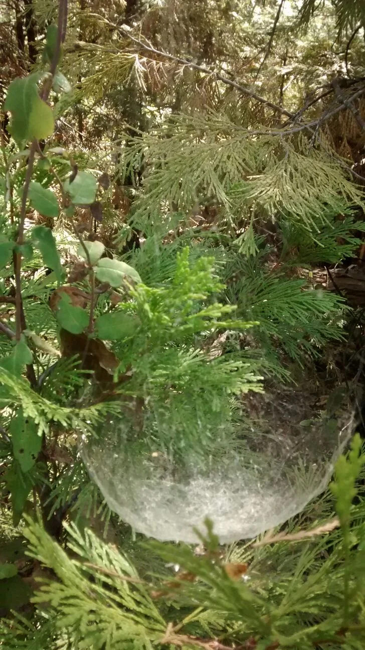 WebDroplet.jpg