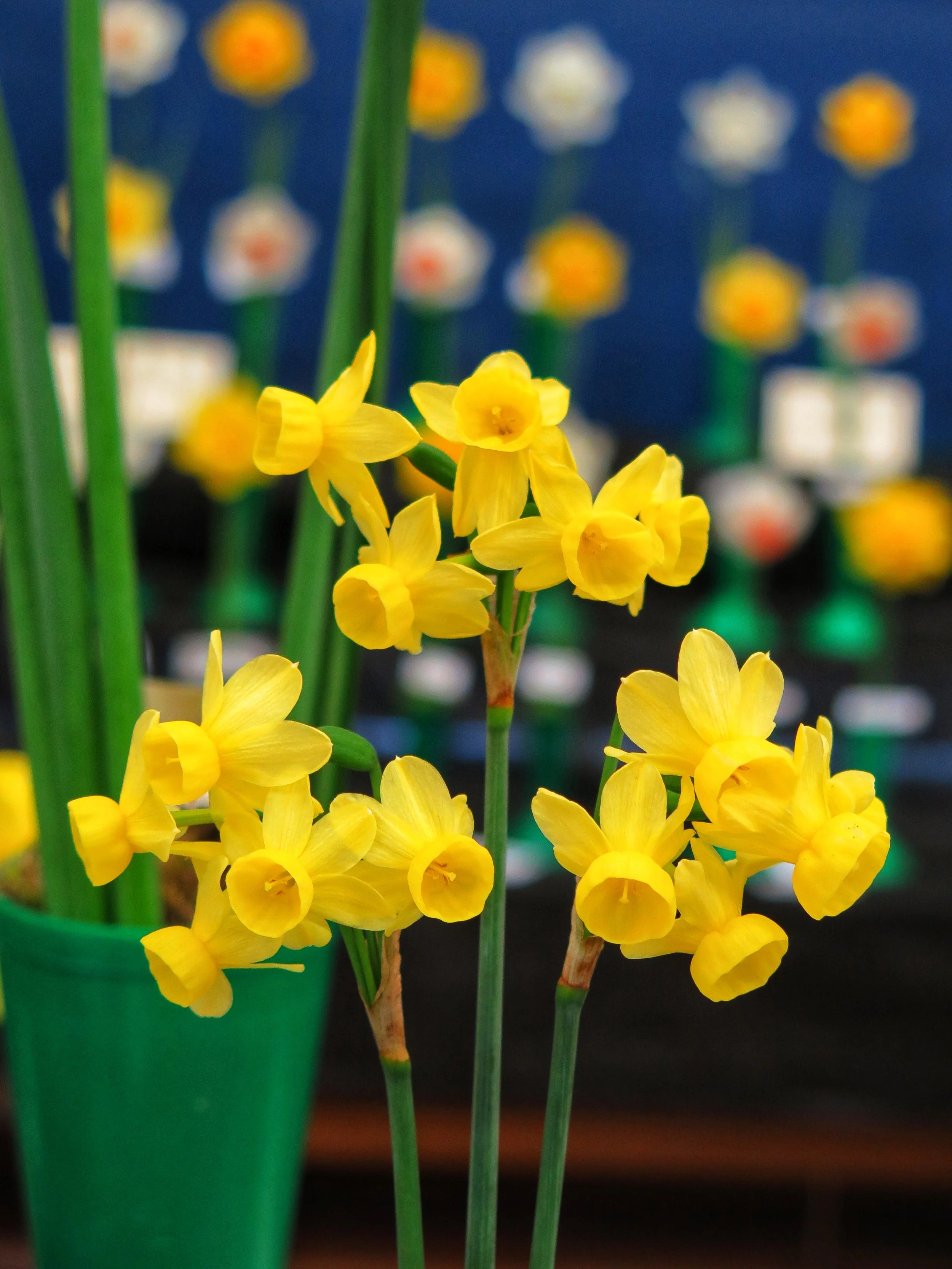 Dorset County Spring Show