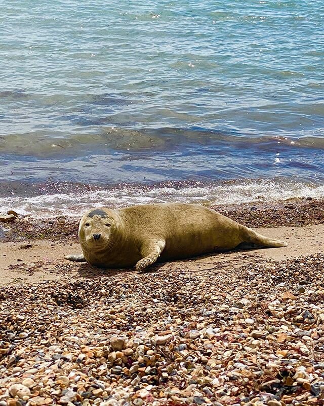 So happy to have come across this little guy on my run yesterday! I&rsquo;ve never seen a seal in the wild before so it was incredibly special.
🌊
I&rsquo;m really excited about using this year to explore places on my doorstep. The wonderful thing ab