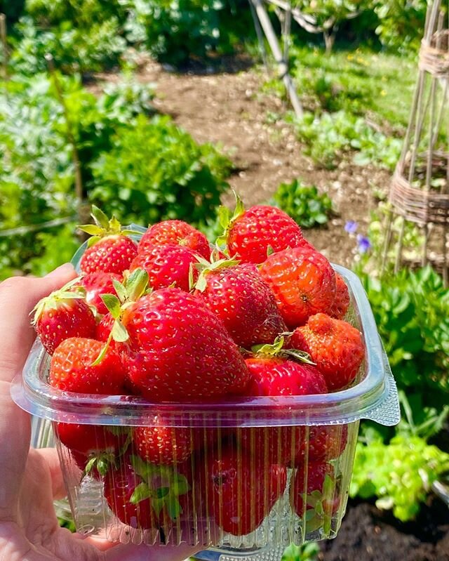 Happy first day of Summer!
☀️
I spent the afternoon weeding and planting green beans plants on the allotment and then I harvested the biggest punnet of fresh strawberries that I have ever picked from the plot!
🍓
There really is nothing which says su