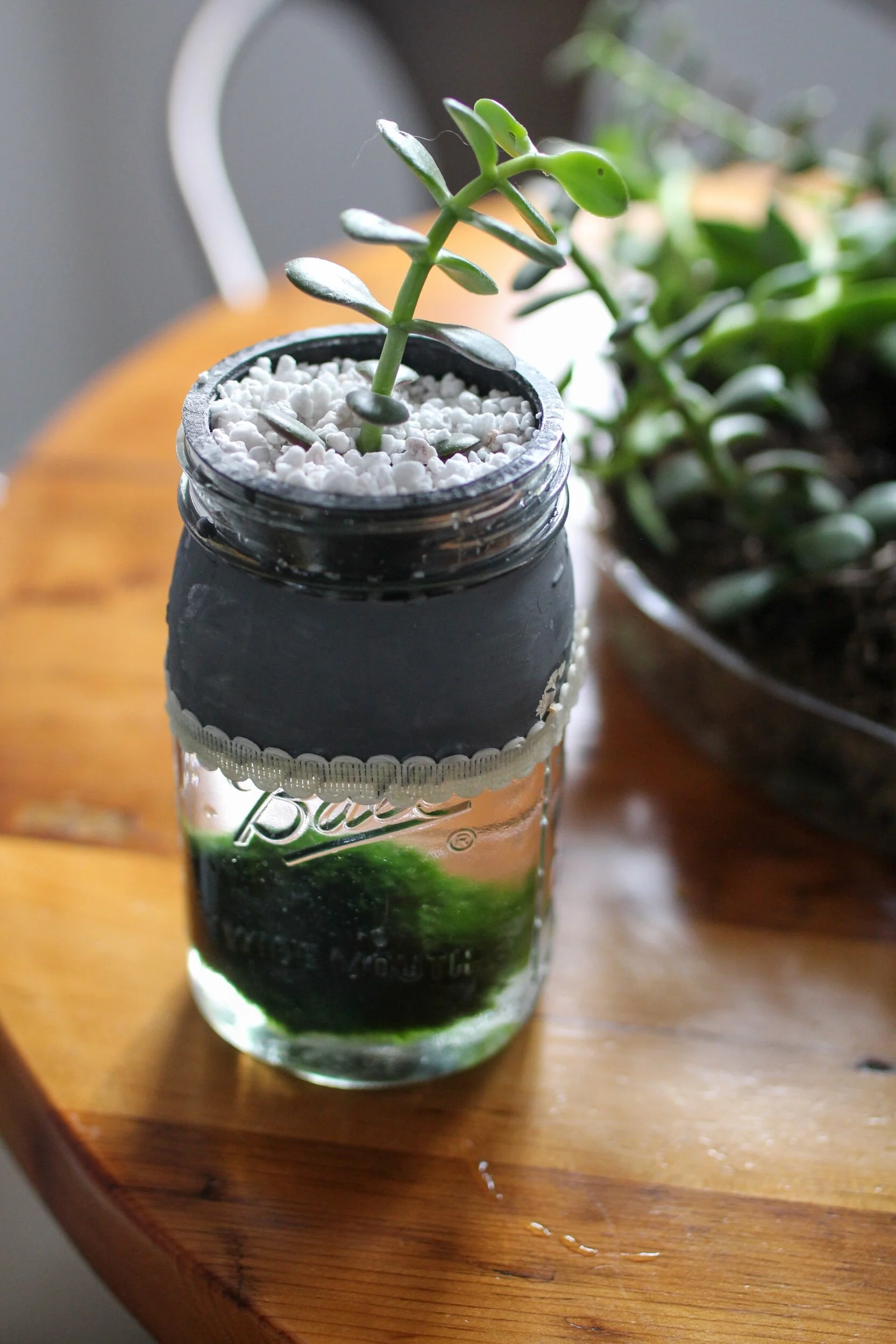 How to Root Succulent Plants