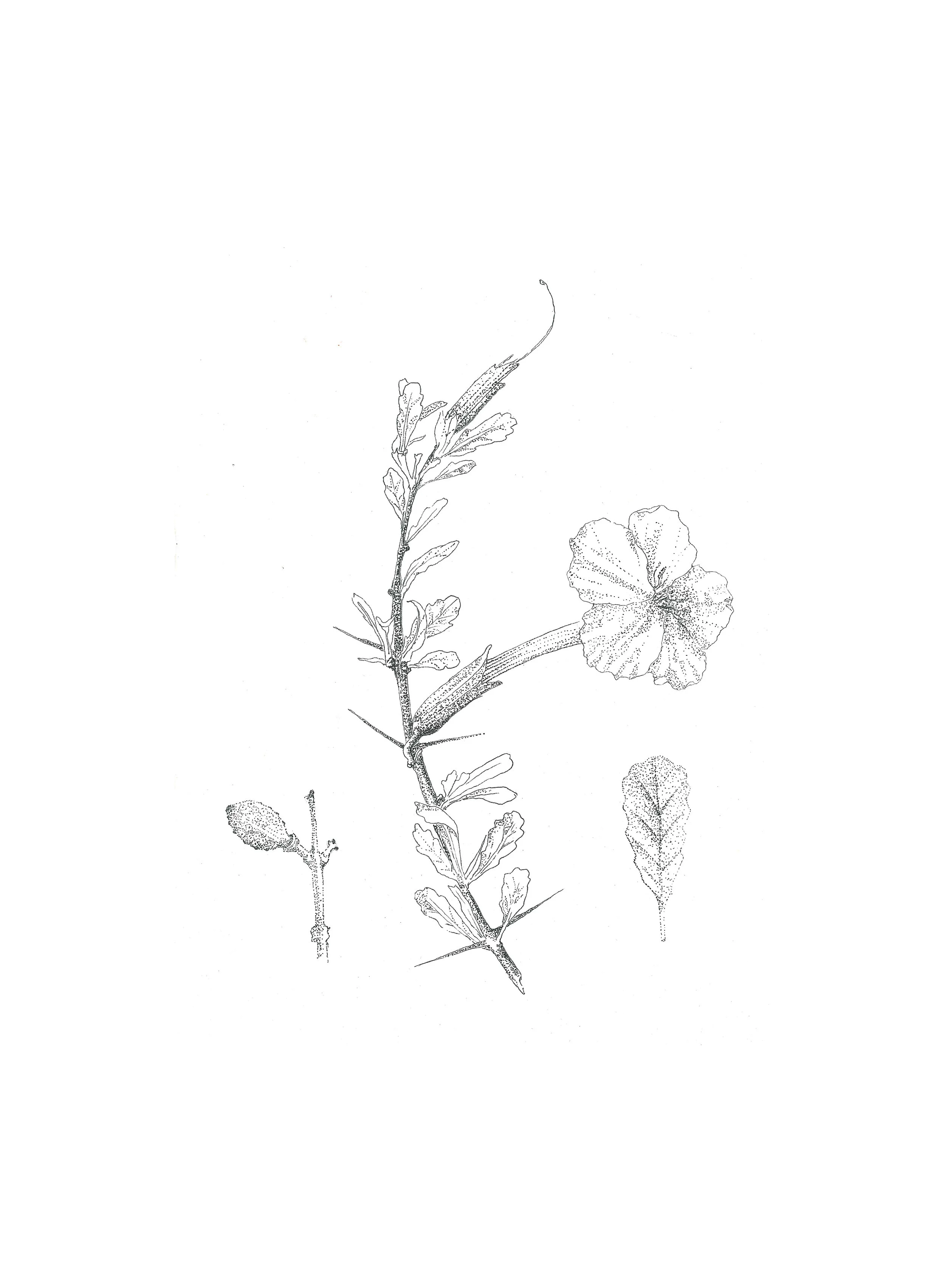 Trumpet Thorn (Catophractes alexandri)