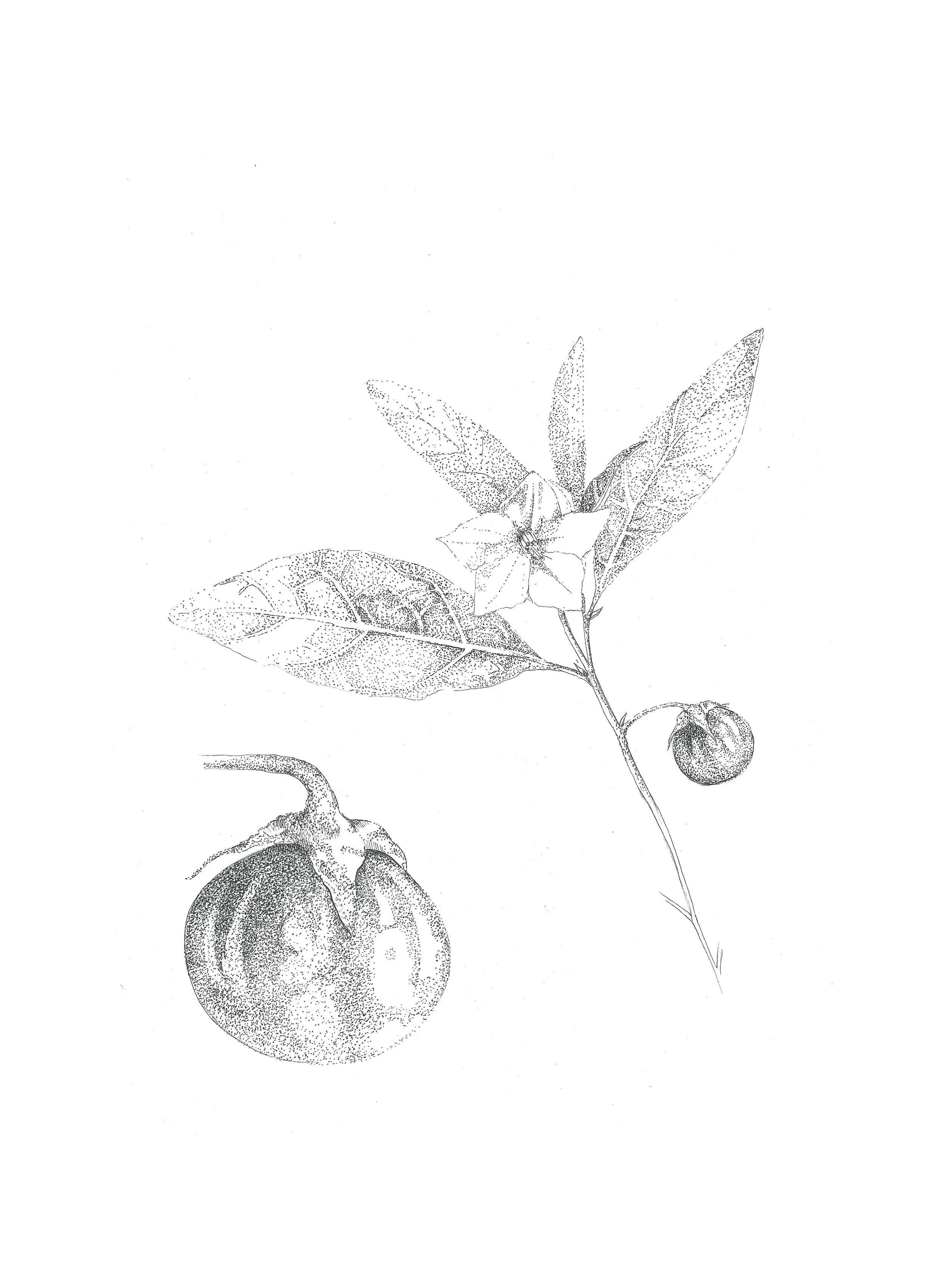Solanum panduryorme (Poison Apple) 