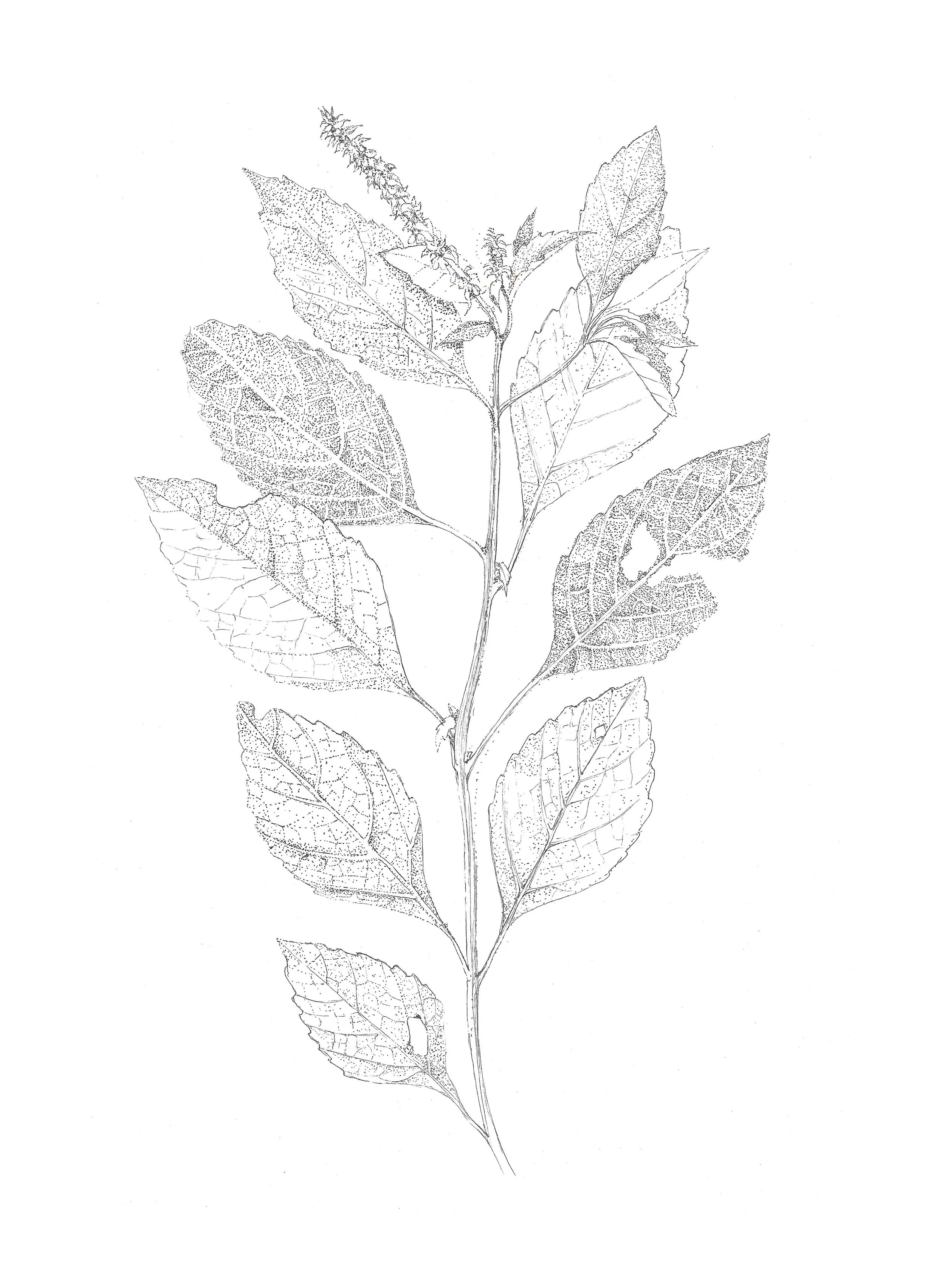 Ocimum gratissimum  